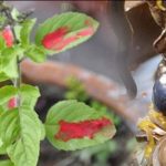 आज हरिबोधिनी एकादशी मनाइँदै